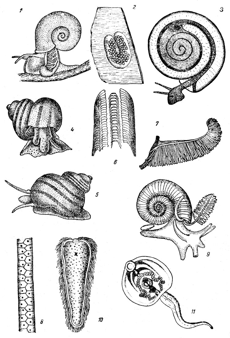 Таблица III: Рис. 1. Катушка роговая (Planorbis corneus) с адаптивной жаброй. - Рис. 2. Яйцевая кладка катушки (Planorbis corneus) (по Любимовой). - Рис. 3. Катушка закрученная (Planorbis vortex) с воздухом в полости легкого (по Гбнтшелю). - Рис. 4. Лужанка (Viviparus contectus), самец. - Рис. 5. То же, самка (по Брему). - Рис. 6. Тёрка лужайки (Viviparus). - Рис. 7. Жабра лужайки (Viviparus contectus) (по Гентшелю). - Рис. 8. Яйцевая кладка битинии (по Гентшелю). - Рис. 9. Вальвата с расправленной жаброй. - Рис. 10. Мирацидий печеночной двуустки (Fasciola hepatica). - Рис. 11. Церкарий печеночной двуустки (Fasciola hepatica)