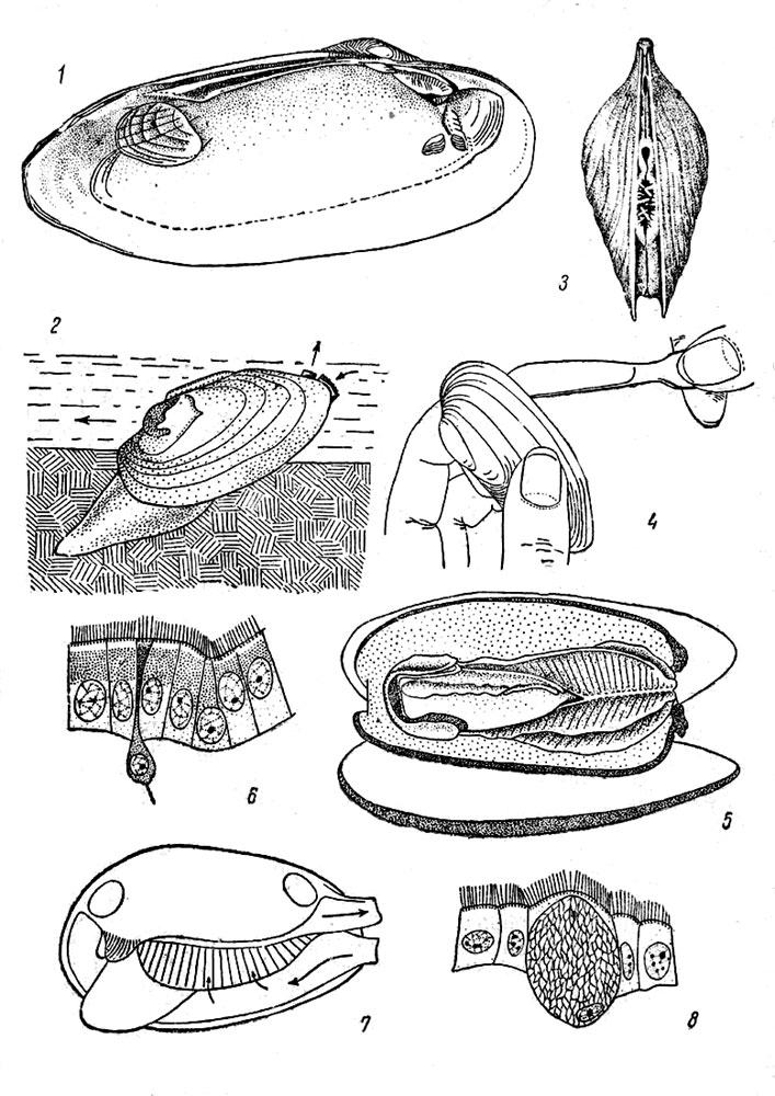 Таблица IV: Рис. 1. Внутренняя поверхность раковины перловицы (Unio) (по Жадину). - Рис. 2. Ракушка в песке. - Рис. 3. Живая беззубка (Anodonta) сзади (по Гёксли). - Рис. 4. Перерезание переднего мускула замыкателя (по Жадину). - Рис. 5. Вскрытая жаберная полость ракушки. - Рис. 6. Мерцательный эпителий мантии. - Рис. 7. Направление дыхательных токов ракушки (схема, по Будденброху). - Рис. 8. Большая слизистая клетка эпителия ноги ракушки
