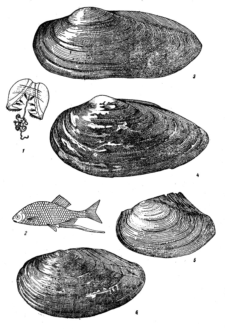 Таблица V: Рис. 1. Глохидий (по Гёксли). - Рис. 2. Самка горчака (Rhodens sericeus) (no Кузнецову). - Рис. 3. Перловица обыкновенная (Unio pictorum) (по Жадину). - Рис. 4. Перловица клиновидная (Unio tumidus) (по Жадину). - Рис. 5. Беззубка речная (Anodonta piscinalis) (по Жадину). - Рис. 6. Беззубка прудовая (Anodonta cygпеа) (по Жадину)