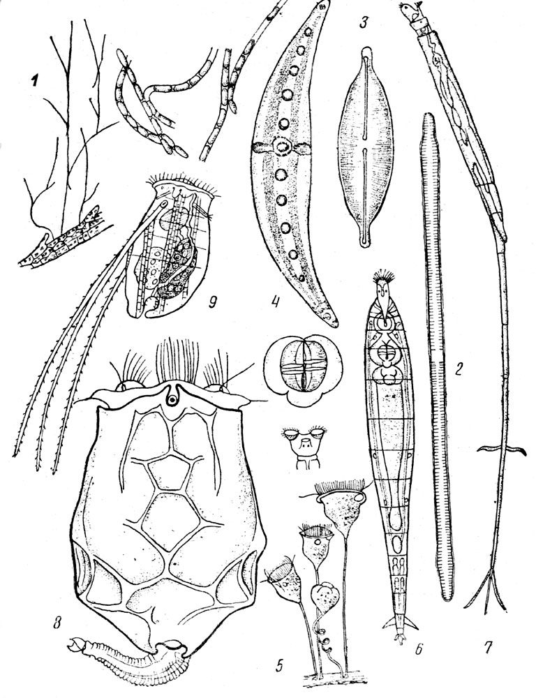 Таблица LXXX. β-Мезосапробы: Рис. 1. Кладотрикс (Cladothrix dichotoma) (по Вислоуху). - Рис. 2. Синедра (Synedra ulna var. splendens) (по Вислоуху). - Рис. 3. Навикула (Navicula aтbigua) (по Вислоуху). - Рис. 4. Клостериум (Closterium moniliferum) (по Вислоуху). - Рис. 5. Сувойка (Vorticella campanula) (из Вислоуха, как и рис. 6-9). - Рис. 6. Коловратка ротифер (Rotifer vulgaris). - Рис. 7. Коловратка ротифер (Rotifer actinurus). - Рис. 8. Коловратка брахионус (Brachionus angularis). - Puc. 9. Коловратка триартра (Triarthra longiseta).