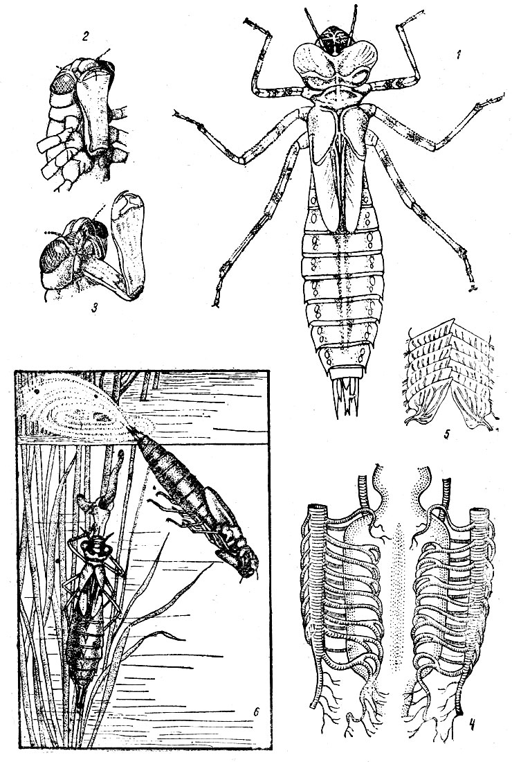 Таблица VIII: Рис. 1. Личинка коромысла (Aeschna суапеа). - Рис. 2. Голова и грудь личинки коромысла снизу. - Рис. 3. Личинка коромысла с выброшенной маской. - Рис. 4. Трахейная сеть кишечника личинки стрекозы (Aeschna суапеа). - Рис. 5. Ректальные жабры личинки коромысла (Aeschna) (по Полетаевой). - Рис. 6. Движение, дыхание и питание личинки коромысла (по Дофлейну).