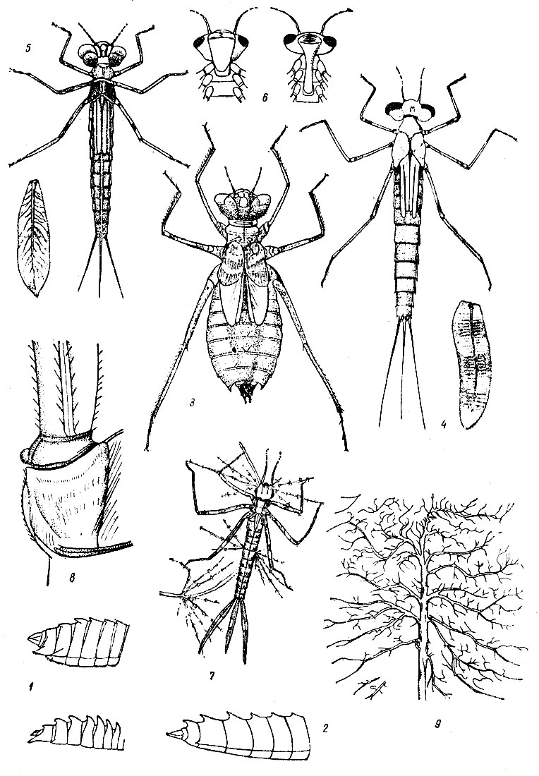 Таблица IX: Рис. 1. Дорсальные брюшные шипы личинок бабок Cordulia аепеа и Epitheca bimaculata (внизу) (по Поповой). - Рис. 2. Дорсальные брюшные шипы личинки (Somatochlora metallied) (по Поповой). - Рис. 3. Личинка симпетрум (Sympetrum scoticitm). - Рис. 4. Личинка лютки (Lestes sponsa) (по Лукасу). - Рис. 5. Личинка стрелки (Coenagrion pulchellum) (по Лукасу). - Рис. 6. Маски стрелки (Coenagrion) и лютки (Lestes). - Рис. 7. Личинка красотки (Аgriоп) среди растений. - Рис. 8. Основание хвостового листка красотки и место его автотомии. - Рис. 9. Трахейная сеть в складках задней кишки личинки красотки (Agrion)