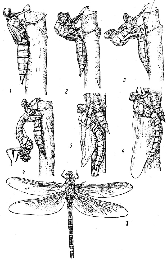 Таблица X. Вылет стрекозы Aeschna cyanea: Рис. 1. Личинка перед последней линькой (по Исту). - Рис. 2. Вылупление началось. - Рис. 3. Ноги вытаскиваются. - Рис. 4. Насекомое откинулось назад. - Рис. 5. Имаго вылезло, крылья начали расправляться. - Рис. 6. Крылья расправлены. - Рис. 7. Стрекоза коромысло (Aeschna суапеа), imago.