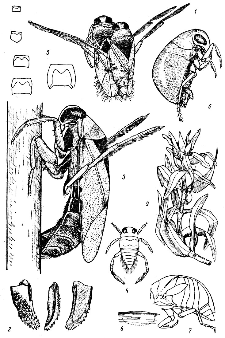 Таблица XVIII: Рис. 1. Спаривание гладыша (Notonecta glauca). - Рис. 2. Яйцеклад самки гладыша. - Рис. 3. Самка гладыша за откладкой лиц. - Рис. 4. Личинка 1-й стадии гладыша. - Рис. 5. Среднегрудь и заднегрудь пяти стадий развития гла­дыша. - Рис. 6. Плея (Plea) - самка. - Рис. 7. Второе крыло идеи. - Рис. 8. Яйцо плеи в ткани растения. - Рис. 9. Плея и отложенные ею яйца на веточке элодеи. 