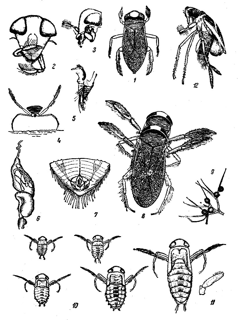 Таблица XX: Рис. 1. Гребляк Corixa dentipes (по Кириченко). - Рис. 2. Голова и передние ноги гребляка. - Рис. 3. Голова и передние ноги гребляка сбоку. - Рис. 4. Гребляк на дне водоёма. - Рис. 5. Стрекательный аппарат гребляка. - Рис. 6. Пищеварительный канал гребляка с заглоченной водорослью. - Рис. 7. Ротовое отверстие-гребляка и его мускулы расширители. - Рис. 8. Копуляция гребляка (Corixa denlipes). - Рис. 9. Лица гребляка. - Рис. 10. Пять личиночных стадий гребляка. - Рис. 11. Усик личинки 5-й стадии гребляка. - Рис. 12. Гребляк (Cymatia coleoptrata) с личинкой водяного клеща на теле.