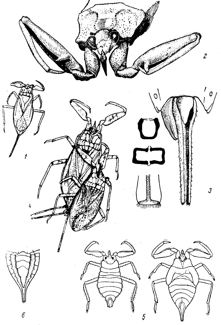 Таблица XXI. Водяной скорпион - Nepa cinerea: Рис. 1. Водяной скорпион. - Рис. 2. Голова, переднегрудь и первая пара ног водяного скорпиона. - Рис. 3. Водяной скорпион; дыхательная трубка имаго с брюшной стороны (справа); кончик дыхательной трубки личинки; поперечный разрез через дыхательную трубку имаго и личинки (наверху). - Рис. 4. Спаривание водяного скорпиона. - Рис. 5. Личинки водяного скорпиона 1-й и 5-й стадий. - Рис. 6. Брюшко личинки водяного скорпиона снизу.