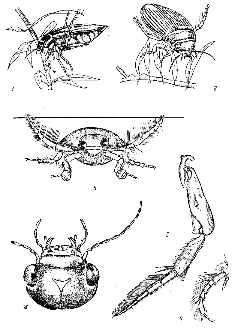 Таблица XXIV. Плавунец окаймленный - Dytiscus marginalis: Рис. 1. Самец. - Рис. 2. Самка. - Рис. 3. Голова сверху. - Рис. 4. Лапка передней ноги самки. - Рис. 5. Нога третьей пары. - Рис. 6. Поза плавания.