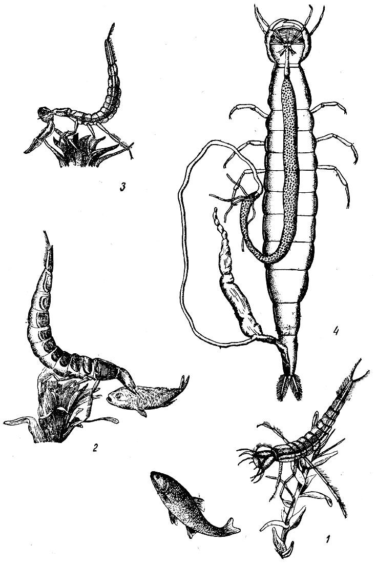 Таблица XXVIII. Плавунец окаймленный - Dytiscus marginalis: Рис. 1. Подстерегание добычи личинкой. - Рис. 2. Взрослая личинка за едой. - Рис. 3. Личинка в возрасте 24 часов ест головастика. - Рис. 4. Пищеварительный канал личинки.7