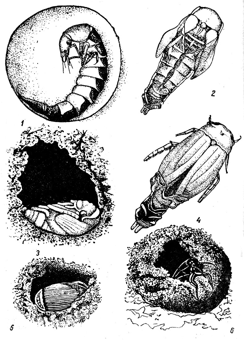 Таблица XXIX. Плавунец окаймленный - Dytiscus marginalis : Рис. 1. Личинка в пещерке перед линькой на куколку. - Рис. 2. Куколка. - Рис. 3. Куколка в своем ложе. - Рис. 4. Линька на имаго. - Рис. 5. Молодая самка в куколочном ложе в период окрашивания. - Рис. 6. Выход взрослого жука.