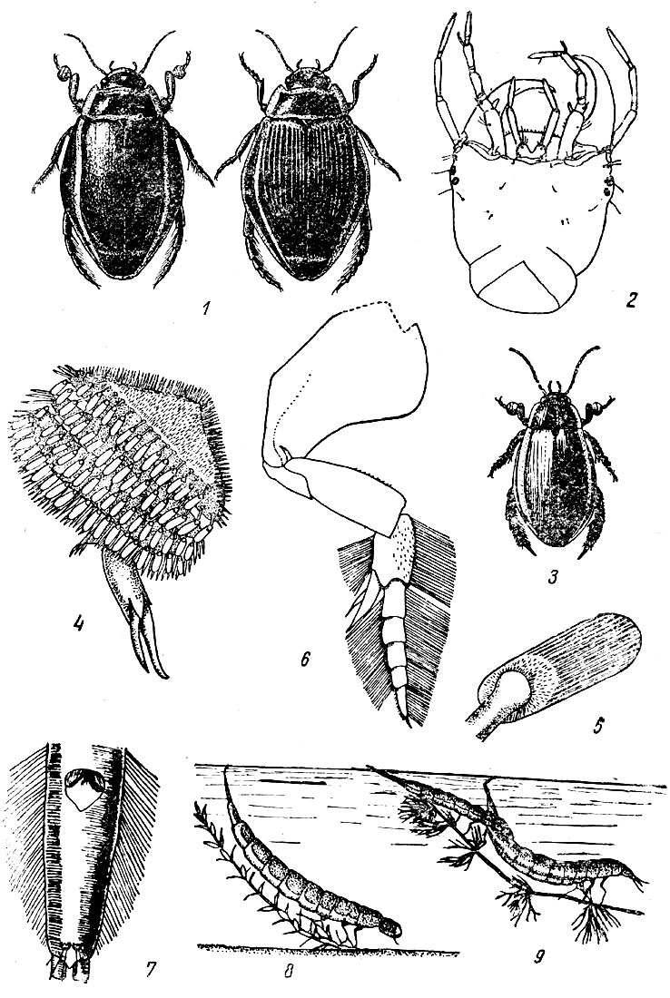 Таблица XXX: Рис. 1. Плавунец широкий (Dytiscus latissimus), самец и самка (по Якобсону). - Рис. 2. Голова молодой личинки плавунца широкого. - Рис. 3. Цибистер (Cybisler lateralimarginalis). - Рис. 4 и 5. Присоска на лапке ноги первой пары самца цибистер. - Рис. 6. Плавательная нога цибистер. - Рис. 7. Конец тела личинки цибистер. - Рис. 8. Личинка цибистер в позе дыхания. - Рис. 9. Личинка цибистер (С. lateralimarginalis) 2-й стадии нападает на взрослую.