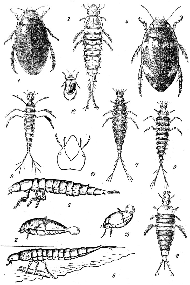 Таблица XXXII: Рис. 1. Жук прудовик (Colymbetes fuscus) (по Арнольди). - Рис. 2. Личинка жука прудовика (Colymbetes fuscus). - Рис. 3. Личинка жука прудовика (Colymbetes fuscus) сбоку. - Рис. 4. Гребец (Agabus undilatus). - Рис. 5. Личинка гребца (Agabus) сбоку. - Рис. 6. Личинка пестрого гребца (Platambus maculatus). - Рис. 7. Личинка тинника (Ilybius fenestratus). - Рис. 8. Лужник (Laccophilus hyalinus). - Рис. 9. Личинка лужника. - Рис. 10. Пузанчик (Hyphydrus ovatus). - Рис. 11. Личинка пузанчика. - Рис. 22. Нырялка (Hydroporus). - Рис. 13. Голова личинки нырялки (по Рейхардту и Оглоблину).