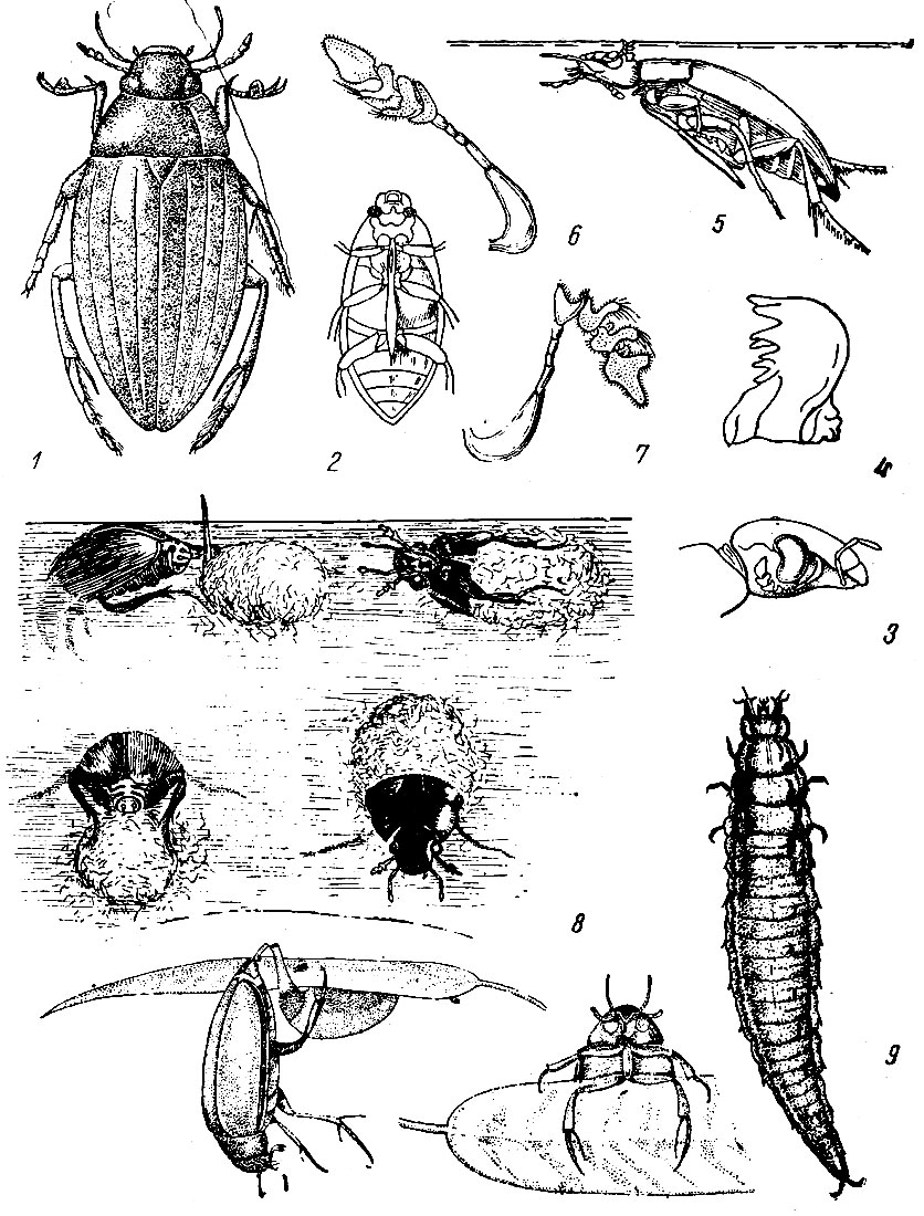 Таблица XXXIV. Водолюб черный - Hydrous piceus: Рис. 1. Водолюб черный (по Рейхардту и Оглоблину). - Рис. 2. Водолюб черный снизу (по Рейхардту и Оглоблину). - Рис. 3. Голова сбоку. - Рис. 4. Жвала. - Рис. 5. Водолюб черный дышит (по Нитцшу, как и два следующих рисунка). - Рис. 6. Усик расправленный. - Рис. 7. Усик в позе дыхания. - Рис. 8. Постройка кокона. - Рис. 9. Взрослая личинка.