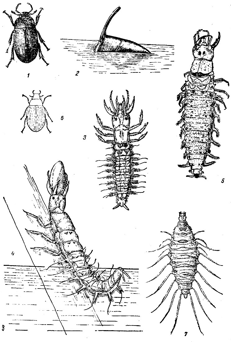 Таблица XXXV: Рис. 1. Водолюб малый (Нуdrophilus caraboides). - Рис. 2. Кокон водолюба малого, - Рис. 3. Молодая личинка 1-й стадии водолюба малого (по Павловскому). - Рис. 4. Личинка водолюба малого за едой (по Павловскому). - Рис. 5. Взрослая личинка водолюба малого. - Рис. 6. Пискун (Berosus). - Рис. 7. Личинка пискуна (Berosus).