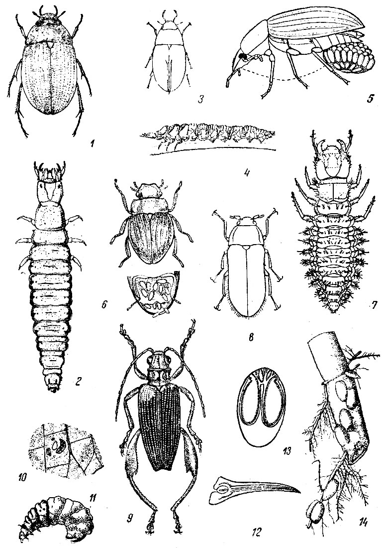 Таблица XXXVI: Рис. 1. Водожук (Hydrobius fuscipes) (по Оглоблнну). - Рис. 2. Личинка водожука. - Рис. 3. Филидрус (Philydrus). - Рис. 4. Личинка, филидрус (Philydrus). - Рис. 5. Омутник (Helochares griseus) самка с яйцевым коконом. - Рис. 6. Сперхеус (Spercheus emarginatus), самка и яйцевой мешок. - Рис. 7. Личинка сперхеус (Spercheus emarginatus). - Рис. 8. Водолаз (Dryops). - Рис. 9. Радужница (Donacia crassipes) (по Рейхардту и Оглоблину). - Рис. 10. Яйца радужницы. - Рис. 11. Личинка радужницы (Donacia). - Рис. 12. Коготковые стигмы личинки радужницы. - Рис. 13. Поперечный разрез через коготок личинки радужницы. - Рис. 14. Куколки радужницы на корнях растения.