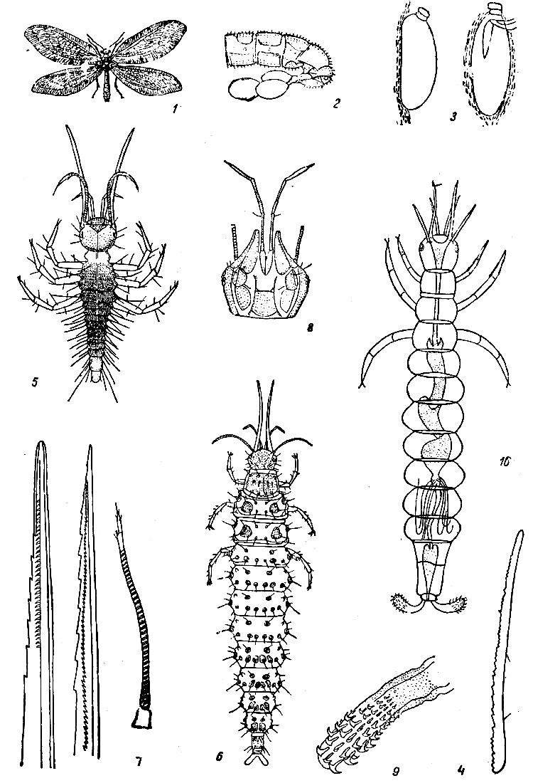 Таблица XXXVIII. Осмилус - Osmylus chrysops: Рис. 1. Осмилус, imago. - Рис. 2. Конец брюшка самки со сперматофором. - Рис. 3. Яйцо осмилус. - Рис. 4. Разрыватель яйца. - Рис. 5. Личинка 1-й стадии. - Рис. 6. Личинка 3-й стадии. - Рис. 7. Антенны, концы жвал (слева) и максилл. - Рис. 8. Голова личинки перед окуклением вентрально. - Рис. 9. Анальные крючки личинки. - Рис.10. Схема пищеварительной системы.