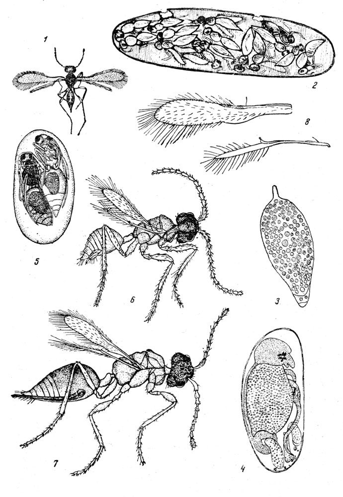 Таблица XLIX. Водяной наездник - Cabaphractus: Рис. 1. Самка Caraphractus cinctus (по Римскому-Корсакову, как и все прочие рисунки этой таблицы). - Рис. 2. Взрослые карафрактус в яйце плавунца. - Рис. 3. Яйцо Caraphractus cinctus. - Рис. 4. Яйцо Ilybius с развившейся личин­кой жука, пожираемой личинками карафракта (Caraphractus cinctus). - Рис. 5. Яйцо Ilybius с куколками Caraphractus cinctus. - Рис. 6. Caraphractus reductus (самец). - Рис. 7. Самка Caraphractus reductus. - Рис. 8. Передние и задние крылья самки Caraphractus reductus.