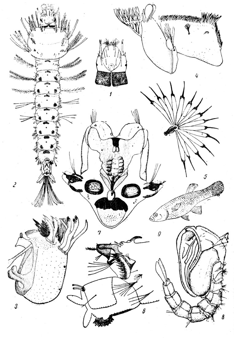 Таблица LII. Малярийный комар - Anopheles: Рис. 1. Голова личинки 1-й стадии. - Рис. 2. Личинка 4-й стадии (по Мончадскому). - Рис. 3. Жвала личинки. - Рис. 4. Нижняя челюсть личинки. - Рис. 5. Пальмовидный волосок брюшка личинки. - Рис. 6. Задний конец брюшка личинки. - Рис. 7. Стигмальная пластинка личинки Anopheles maculipennis (по Мончадскому). - Рис. 8. Куколка Anopheles. -Рис. 9. Гамбузия, самка.