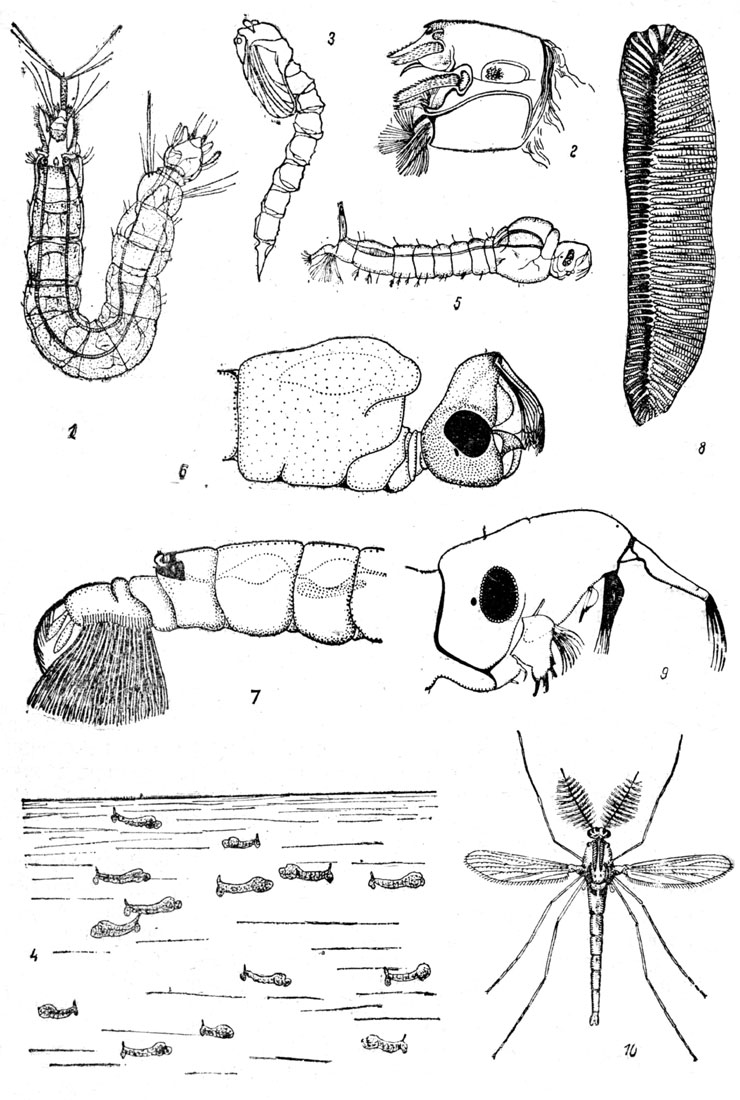 Таблица LIII: Рис. 1. Личинка комара диксы (Dixa amphibia). - Рис. 2. Голова личинки диксы сбоку. - Рис. 3. Куколка диксы. - Рис. 4. Личинка комара мохлоникс (Mochlonyx culiciformis) в воде. - Рис. 5. Личинка мохлоникс (Мосhlопух culiciformis). - Рис. 6. Голова и грудь личинки комара криофилы (Cryophila lapponica) (по Мончадскому). - Рис. 7. Конец брюшка личинки криофилы (но Мончадскому). - Рис. 8. Ситовидный аппарат личинки криофилы (но Мончадскому). - Рис. 9. Голова личинки коретры (Chaobonis crystallinus) (но Мончадскому). - Рис. 10. Коретра, самец (Chaobonis crystallinus).