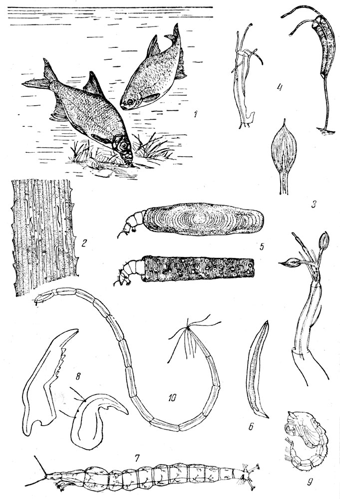 Таблица LV: Рис. 1. Рыбы в поисках за личинками тендипедид (по Гессе-Дофлейну). - Рис. 2. Личинки - минеры в листе телореза. - Рис. 3. Лаутерборнов орган. - Рис. 4. Домики личинки танитарзус (Rheotanytarsus). - Рис. 5. Личинки Tanytarsini в домиках. - Рис. 6. Проторакальный рог куколки аблабесмии. - Рис. 7. Личинка прокладиус (Procladius = Tanypus). - Рис. 8. Жвала пелопий. - Рис. 9. Куколка аблабесмии (Ablabesmyia) (по Липиной и Черновскому). - Рис. 10. Личинка кулик о идее (Culicoides).