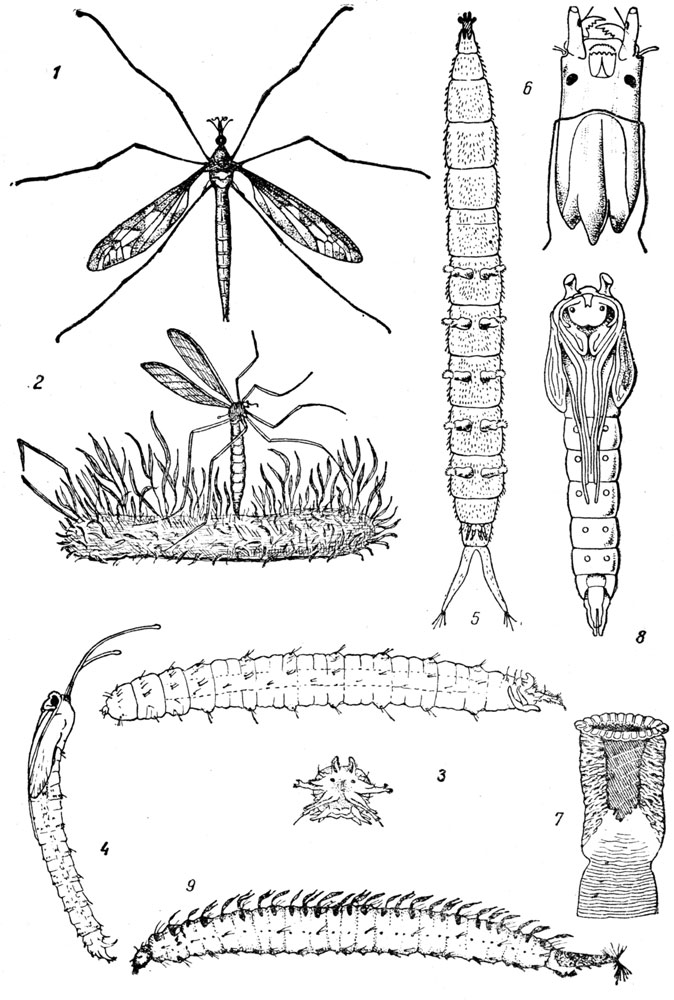 Таблица LVIII: Рис. 1. Долгоножка (Tipula gigantea). - Рис. 2. Долгоножка за откладкой яиц. - Рис. 3. Личинка долгоножки (Tipula) и ее стигмальная пластинка. - Рис. 4. Куколка долгоножки (Tipula). - Рис. 5. Личинка дикраноты (Dicranota bimaculata). - Рис. 6. Голова личинки дикраноты. - Рис. 7. Стигмы личинки дикраноты. - Рис. 8. Куколка дикраноты. - Рис. 9. Личинка перикомы.