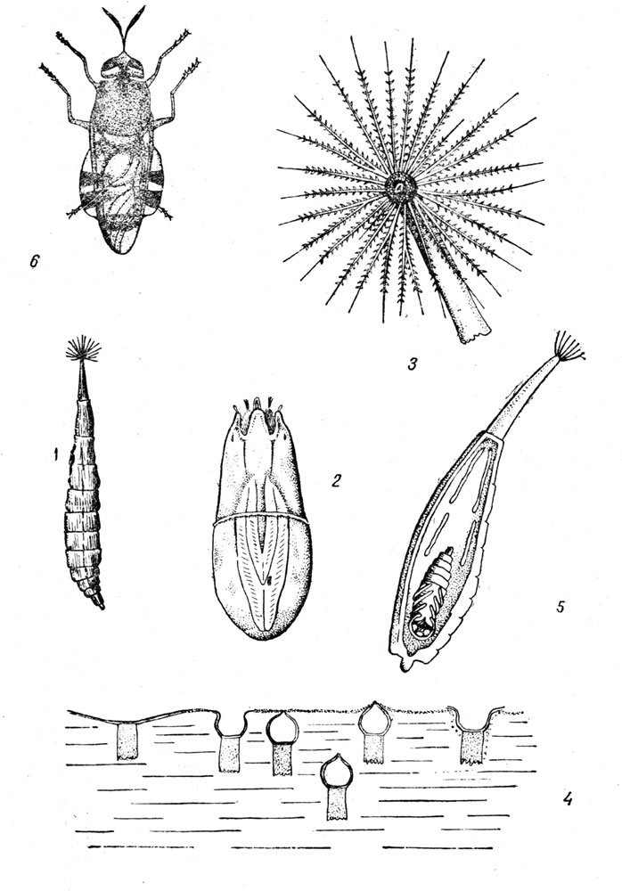 Таблица LIX. Муха львинка - Stratiomyia chamaeleon: Рис. 1. Личинка (по Гентшелю). - Рис. 2. Голова личинки. - Рис. 3. Розетка волосков на конце тела личинки (по Сваммердаму). - Рис. 4. Схема развертывания и свертывания хвостовых волосков. - Рис. 5. Куколка (по Сваммердаму). - Рис. 6. Взрослая муха львинка.