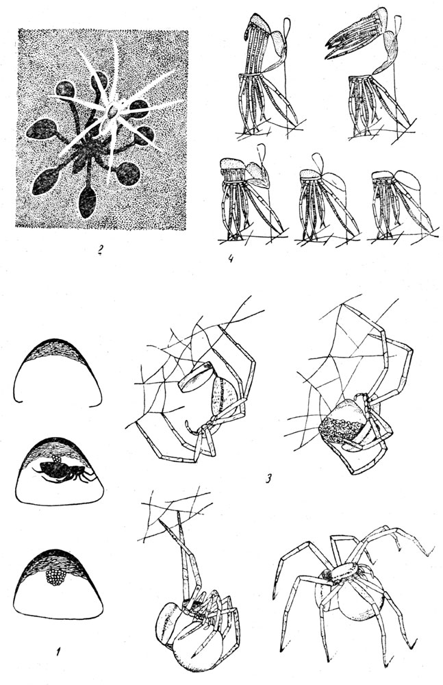 Таблица LXIII: Рис. 1. Яйцевая кладка Argyroneta aquatica. - Рис. 2. Доломедес (Dolomedes) на поверхности воды. - Рис. 3. Изготовление яйцевого кокона доломедес: плетение основы, откладка яиц, округление кокона, транспорт кокона. - Рис. 4. Линька доломедес.