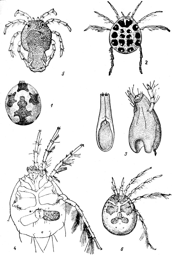 Таблица LXIV: Рис. 1. Гидрахна (Hydrachna geographica). - Рис. 2. Эйлаис (Eylais meridionalis). - Рис. 3. Максиллярный орган лимнохарес (Limnochares aguatica). - Рис. 4. Брюшная сторона самки арренурус (Arrhenurus neumani) (по Соколову). - Рис. 5. Панцырный водяной клещ арренурус, самец(Arrhenurus globator). - Рис.6. Пиона (Piona longipalpis).