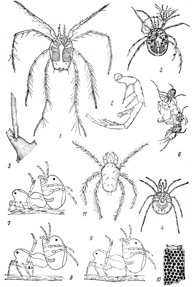 Таблица LXV: Рис. 1. Унионикола (Unicnicola crassipes) с брюшной стороны. - Рис. 2. Нога униониколы. - Рис. 3. Основание ноги униониколы. - Рис. 4. Сперхон (Sperchon squamosus). - Рис. 5. Клещ гидрохореутес ест дафнию. - Рис. 6. Клещи гигро-батес едят поденку. - Рис. 7, 8 и 9. Копуляция арренурус (Arrhenurus globalor). - Рис. 10. Яйцевая кладка эйлаис. - Рис. 11. Шестиногая личинка лимнохарес.