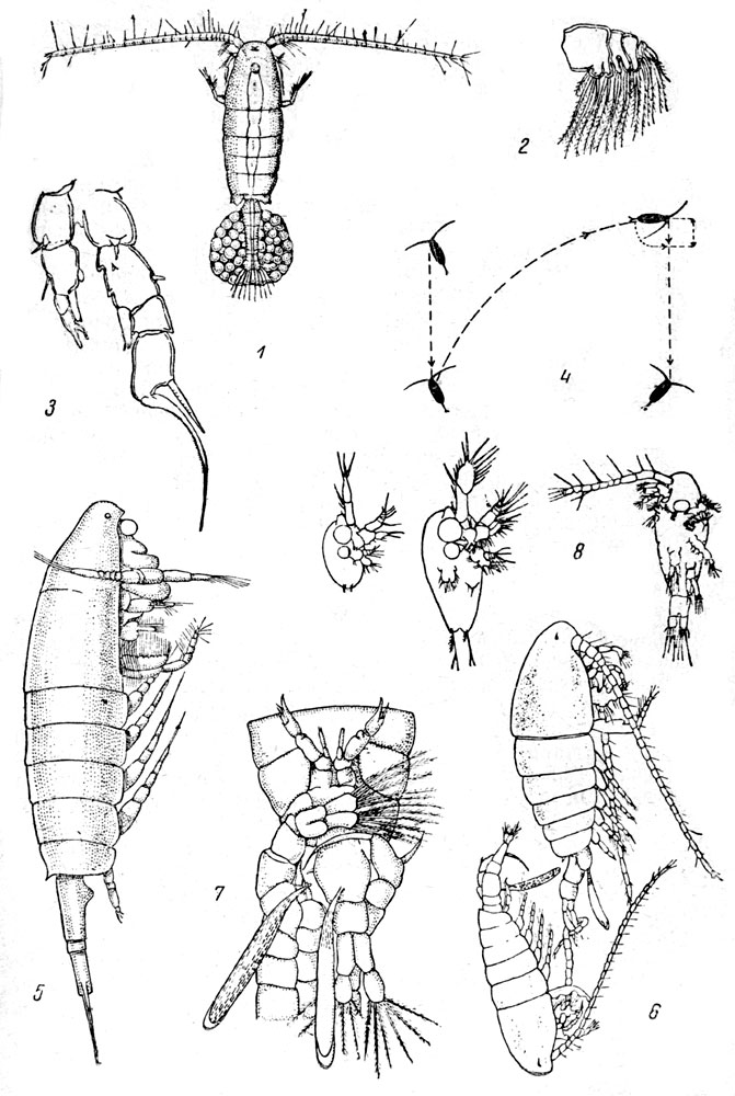 Таблица LXX: Рис. 1, Диаптомус (Dtaptomus wierzejskii). - Рис. 2. Максилла диаптомуса (Diaptomus castor) (из Рылова). - Рис. 3. 5-я пара ног самца диаптомуса (Diaptomus castor) (по Рыжову). - Рис. 4. Парение диаптомуса. - Рис. 5. Фильтрационный аппарат диаптомуса. - Рис. 6. Копуляция диаптомуса (Diaptomus gracilis), первая фаза. - Рис. 7. Вторая фаза копуляции. - Рис. 8. Метаморфоз у диаптомуса (Diaptomus coeruleus), фазы 1-я науплиальная, 2-я науплиальная, 3-я копеподитная.