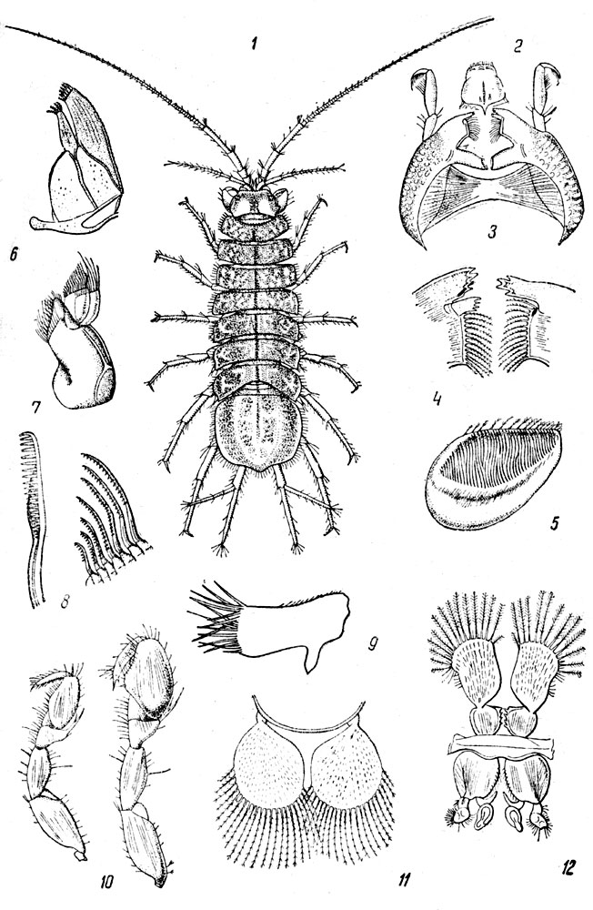 Таблица LXXII. Водяной ослик - Asellus aquaticus: Рис. 1. Взрослый самец (За исключением рис. 9, все рисунки этой таблицы по Сарсу). - Рис. 2. Верхняя губа. - Рис. 3. Верхние челюсти. - Рас. 4. Дистальная часть верхних челюстей. - Рис. 5. Внутренняя поверхность перетирающего отростка верхних челюстей. - Рис. 6. Нижние челюсти (1-я пара). - Рис.7. Нижние челюсти (2-я пара). - Рис. 8. Щетинки нижних челюстей. - Рис. 9. Придаток ногочелюстей самки (по Янке). - Рис. 10. Грудные ноги первой пары с ложной клешней самки и самца (направо). - Рис. 11. Первые брюшные ножки самки. - Рис. 12. Первые и вторые брюшные ножки самца. 