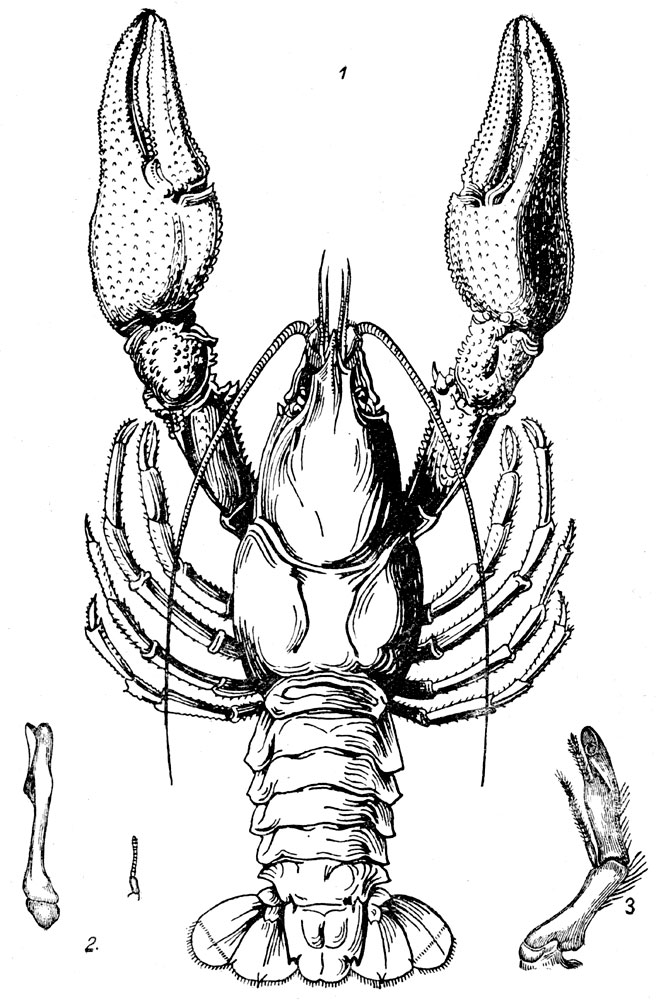 Таблица LXXV. Речной рак - Astacus: Рис. 1. Благородный или широкопалый рак (Astacus astacus) (по Кесслеру). - Рис. 2. Брюшные ножки 1-й пары самки и самца (слева) (по Гексли). - Рис. 3. Брюшные ножки 2-й пары самца (по Гексли).