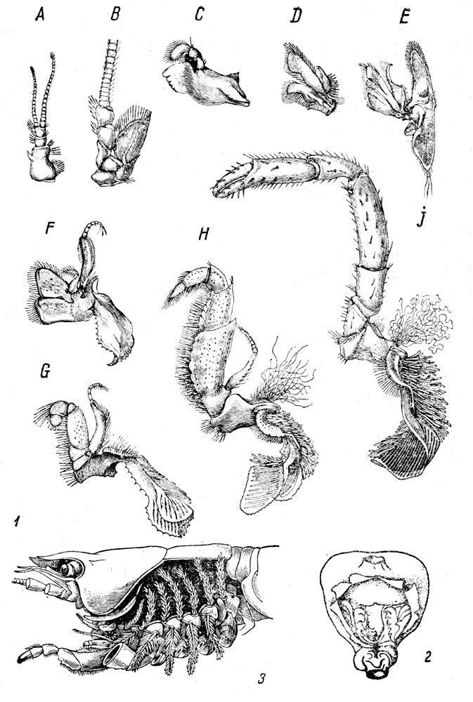 Таблица LXXVI. Речной рак - Astacus: Рис. 1. Членистые придатки: А - первая антенна; В - вторая антенна; С- мандибула; D - первая максилла; Е - вторая максилла; F - первая ногочелюсть; G - вторая ногочелюсть; H - третья ногочелюсть; I - ходильная нога второй пары (по Гёксли). - Рис. 2. Жевательный желудок (по Беккеру и Ежикову). - Рис. 3. Жаберная полость (по Гёксли).