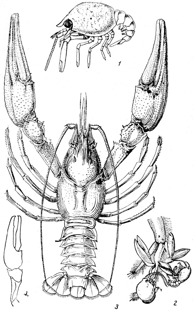 Таблица LXXVII: Рис. 1. Молодой рак (по Гексли). Рис. 2. Молодые раки на брюшной ножке матери (по Гёксли). - Рис. 3. Узкопалый речной рак (Astams leptodactyhis) (по Кесслеру). - Рис. 4. Клешня узкопалого речного рака (по Кейльгаку).