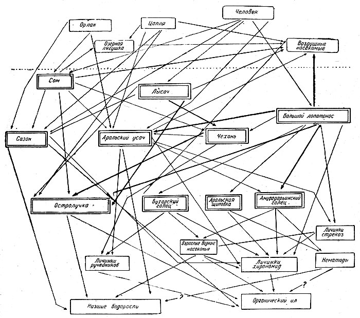 Рис. 15. Схема пищевых связей в русле Аму-Дарьи в равнинном Таджикистане (по Никольскому)
