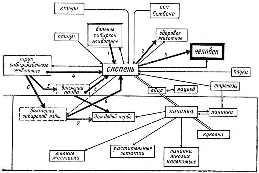 Рис. 18. Пищевые связи слепня и пути циркуляции возбудителя сибирской язвы (жирные линии) в биоценозах водоёма и воздушно-наземной среды (оригин. схема Е. Н. Павловского)